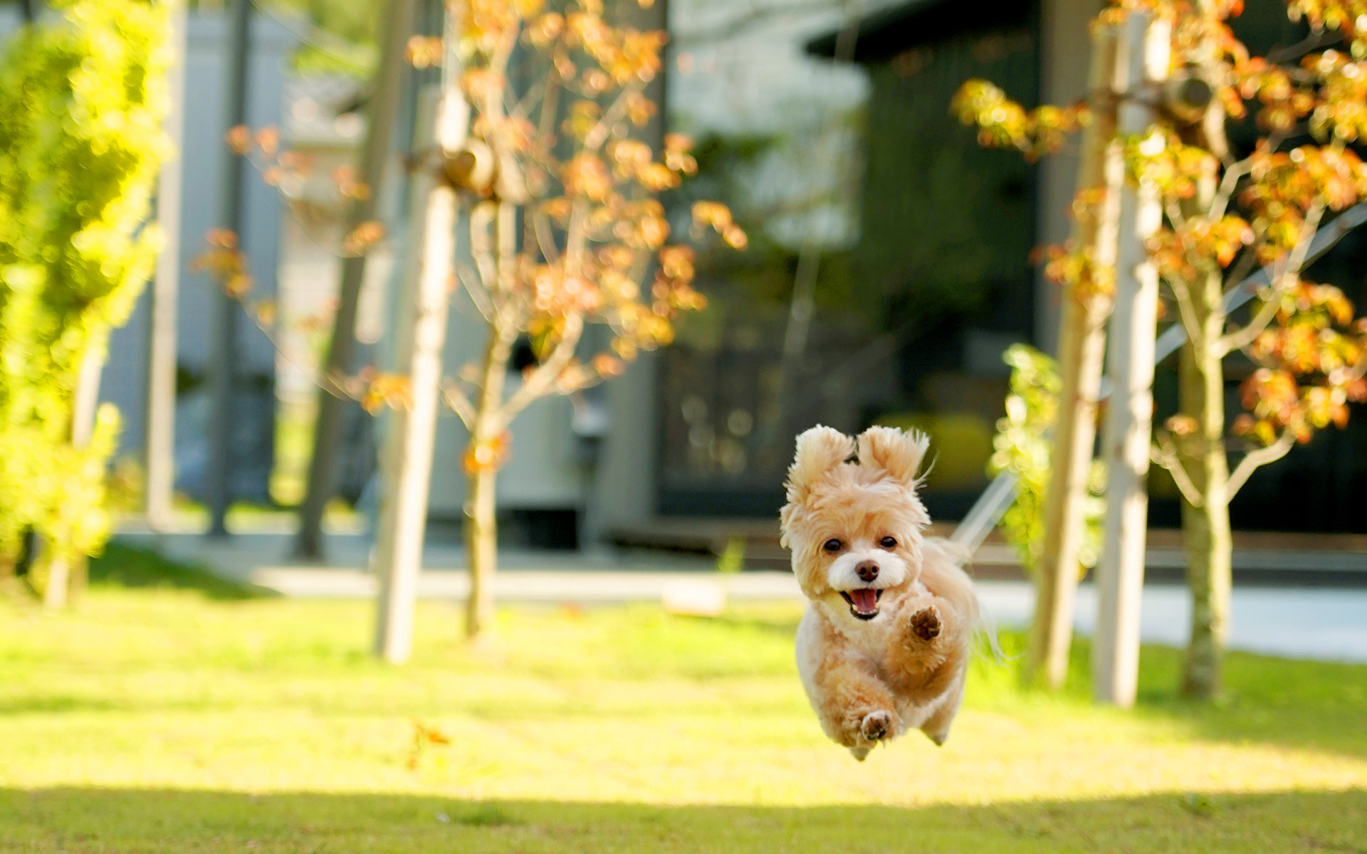愛犬と過ごす特別な時間